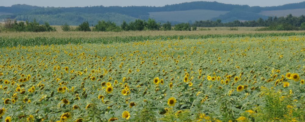 Ungarn-Sonnenblumenfeld 2015